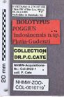 Etikette zu Poggius indosinensis (NHMW-ZOO-COL-0010719)